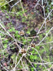 Camassia leichtlinii