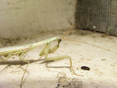 Coptopteryx argentina
