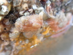 Pyura