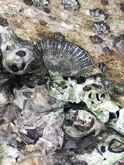 Siphonaria naufragum
