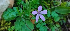 Erodium acaule