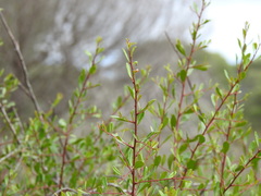 Rhamnus oleoides