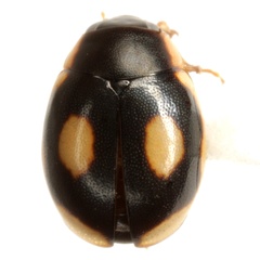 Hyperaspis undulata