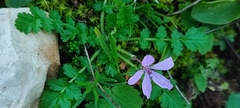 Erodium acaule