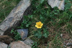 Geum montanum