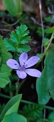 Erodium acaule
