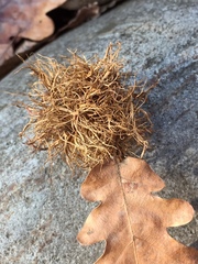 Andricus caputmedusae