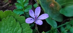 Erodium acaule