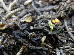 Strobiloscypha cupressina