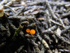 Pseudopithyella minuscula