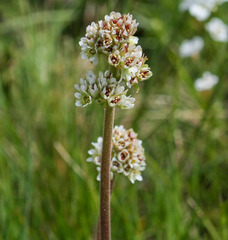 Micranthes rhomboidea