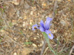 Apoidea