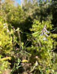 Vicia acutifolia