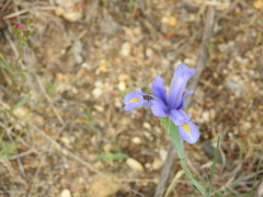 Horistus orientalis