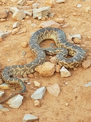Daboia mauritanica