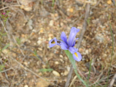 Apoidea