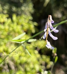 Vicia acutifolia