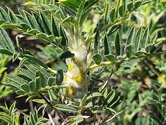 Astragalus microcephalus