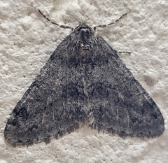 Phigalia denticulata