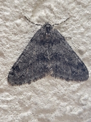 Phigalia denticulata