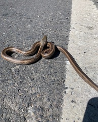 Philodryas chamissonis