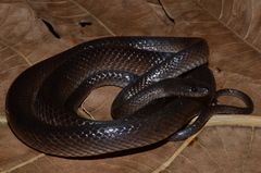 Stegonotus melanolabiatus