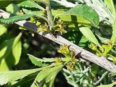 Rhamnus × spathulifolia