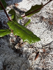 Quercus minima