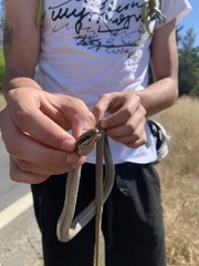 Philodryas chamissonis