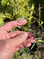 Vicia acutifolia
