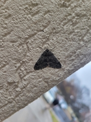 Phigalia denticulata