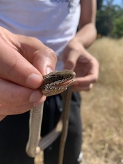 Philodryas chamissonis