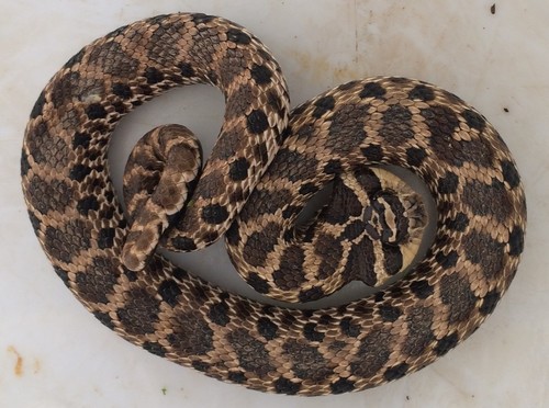 Heterodon kennerlyi