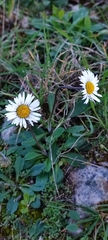 Bellis sylvestris
