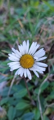 Bellis sylvestris