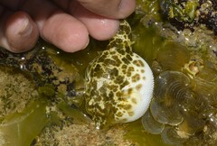 Sphoeroides greeleyi