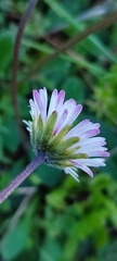 Bellis sylvestris