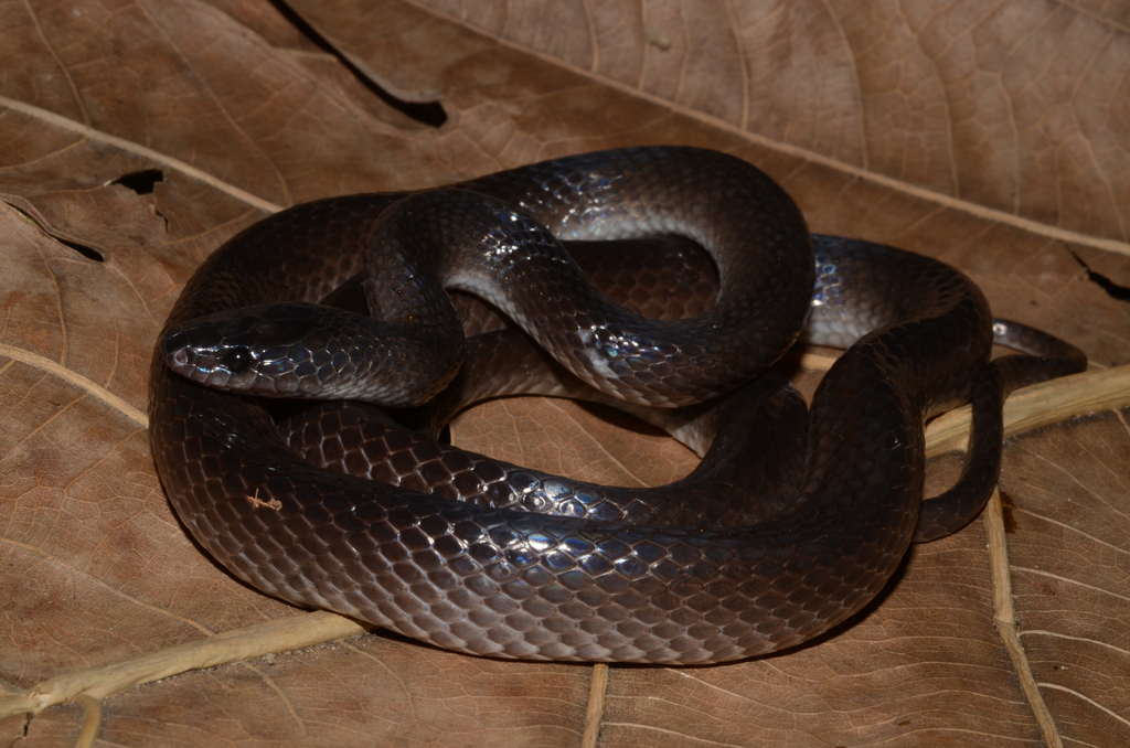 Black-Lipped Groundsnake