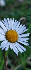 Bellis sylvestris