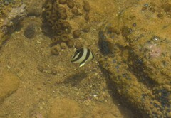 Chaetodon striatus