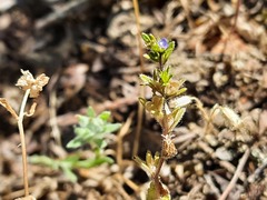 Veronica verna
