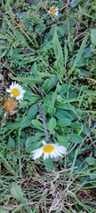Bellis sylvestris