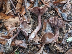 Pseudoomphalina cokeri