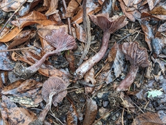 Pseudoomphalina cokeri