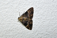 Aporoctena scierodes