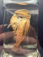 Anoplogaster cornuta