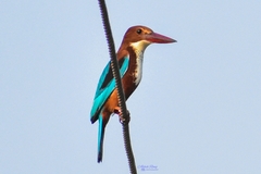 Halcyon smyrnensis