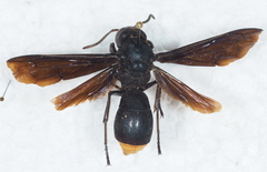 Synagris abyssinica