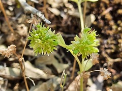 Valerianella carinata