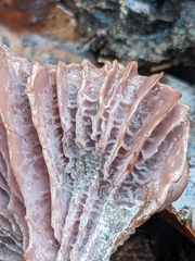 Pseudoomphalina cokeri